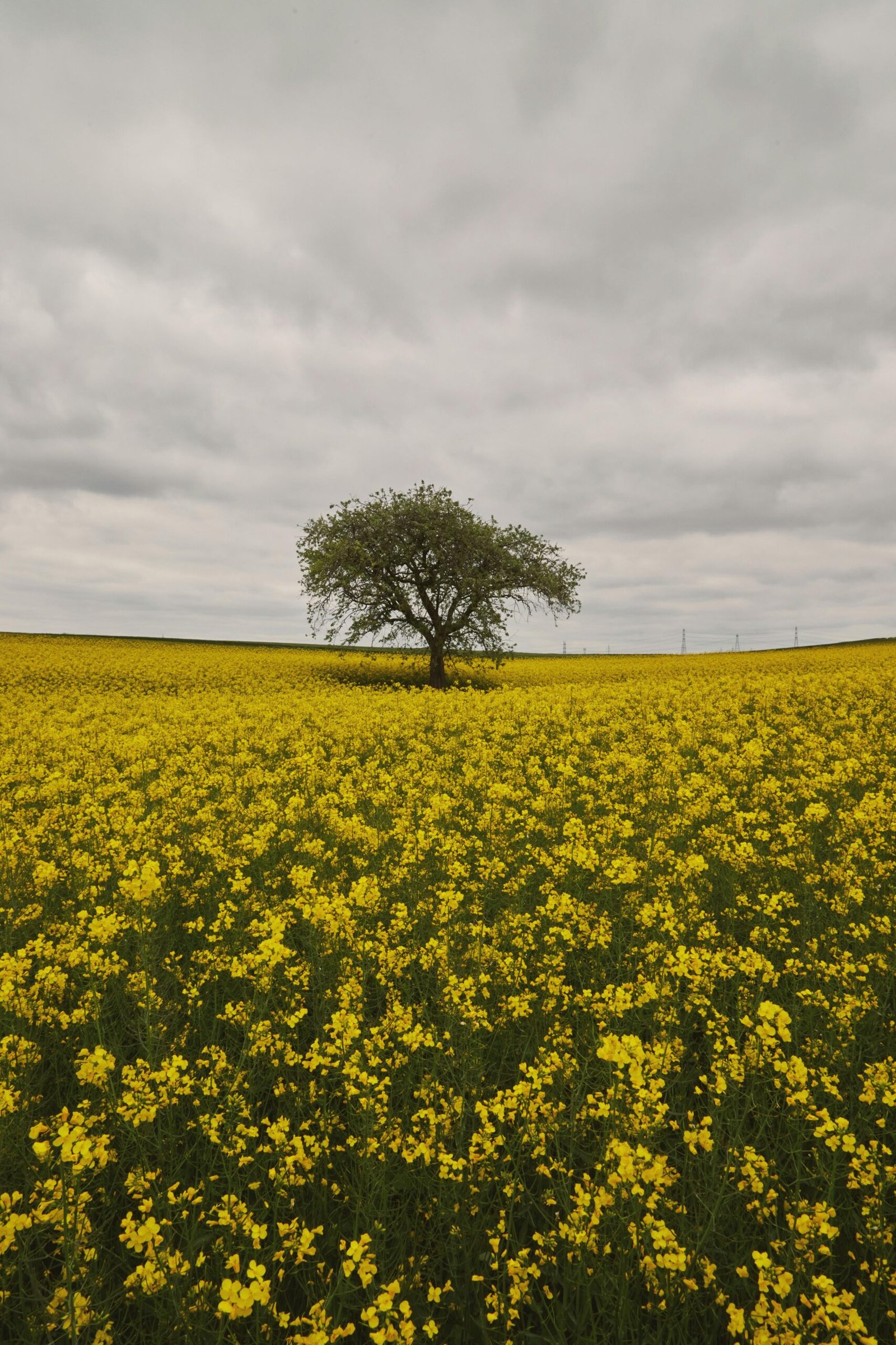 A solitary tree stands amidst a vibrant yellow canola field under an overcast sky.